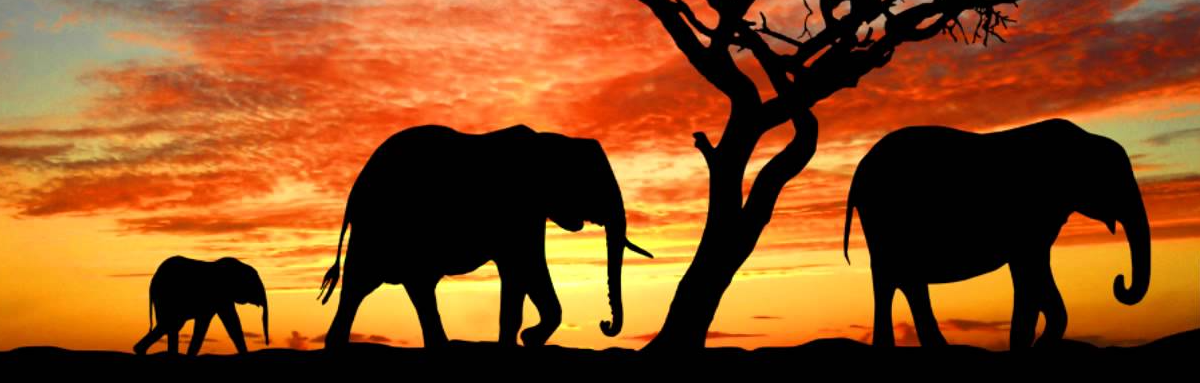 ./../img/ab/afrika/logo.pnglogo