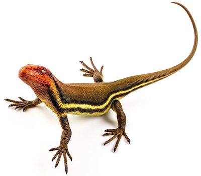 ./../img/./../img/ab/ub_Lex/first_Reptile/00.png